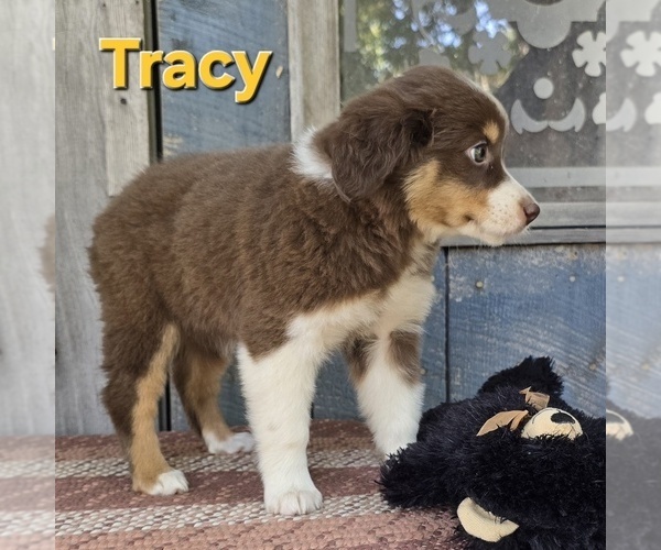 Medium Photo #1 Miniature Australian Shepherd Puppy For Sale in FREMONT, MI, USA