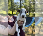 Small #3 Mutt