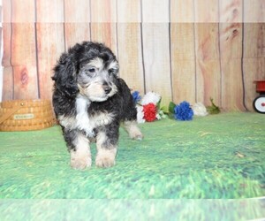 Poovanese Puppy for sale in LAKE BENTON, MN, USA