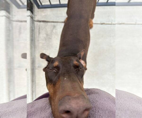 Medium Photo #22 Doberman Pinscher Puppy For Sale in Buffalo, MN, USA