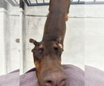 Small #21 Doberman Pinscher