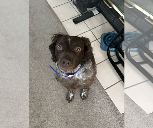 Medium Photo #6 Brittany Puppy For Sale in Curwensville, PA, USA