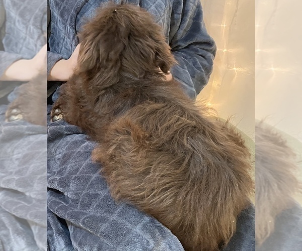 Full screen Photo #5 Border Collie-Goldendoodle Mix Puppy For Sale in HILLSBORO, WI, USA