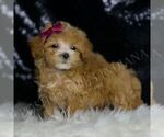 Small #3 Maltipoo