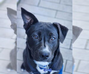 American Pit Bull Terrier-Australian Shepherd Mix Dogs for adoption in Mission Viejo, CA, USA