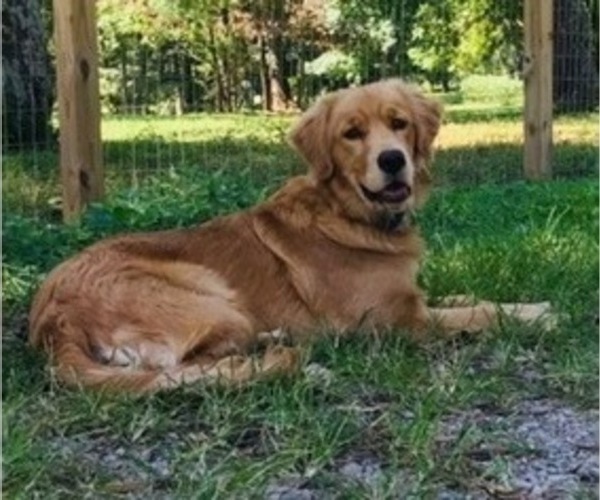 Medium Photo #1 Goldendoodle Puppy For Sale in BIRCHWOOD, TN, USA