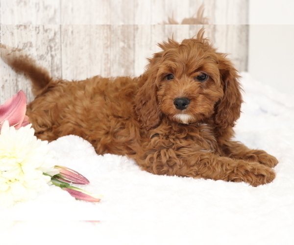 Medium Photo #5 Cavapoo Puppy For Sale in SHILOH, OH, USA