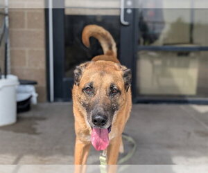 German Shepherd Dog-Unknown Mix Dogs for adoption in Denver, CO, USA
