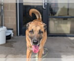 Small German Shepherd Dog Mix