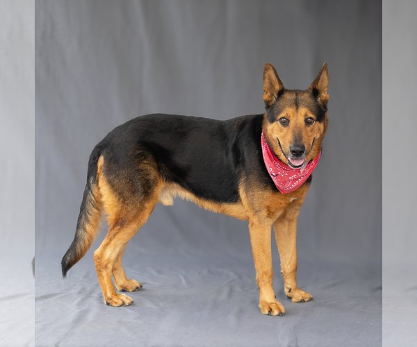 Medium Photo #2 German Shepherd Dog Puppy For Sale in Pasadena, CA, USA