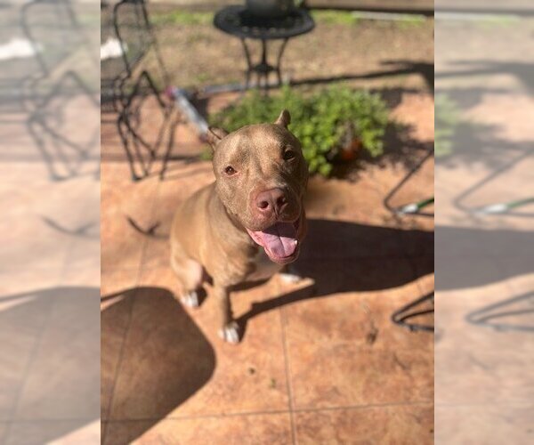 Medium Photo #4 American Staffordshire Terrier Puppy For Sale in Rosenberg, TX, USA