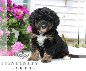 Bernedoodle (Miniature) Puppy for sale in LANCASTER, PA, USA