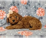 Small Photo #2 Goldendoodle-Poodle (Toy) Mix Puppy For Sale in AIRVILLE, PA, USA