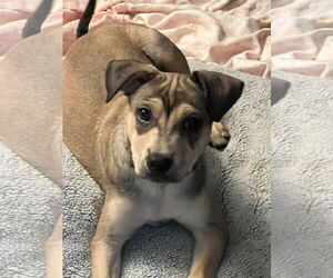 American Pit Bull Terrier-Unknown Mix Dogs for adoption in MIDWAY, UT, USA