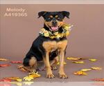 Small #1 Rottweiler Mix