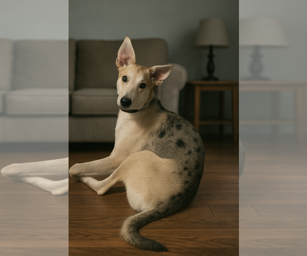 Medium Photo #7 Mutt Puppy For Sale in The Woodlands, TX, USA