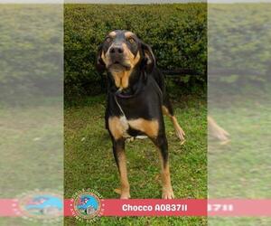 Black and Tan Coonhound-Unknown Mix Dogs for adoption in Mobile, AL, USA