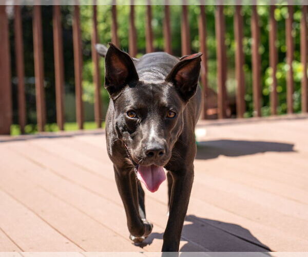 Medium Photo #8 American Pit Bull Terrier-Labrador Retriever Mix Puppy For Sale in Princeton, MN, USA