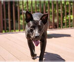 Small #7 American Pit Bull Terrier-Labrador Retriever Mix