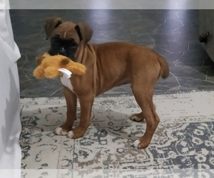 Boxer Puppy for sale in MODESTO, CA, USA
