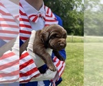 Small #1 Labrador Retriever