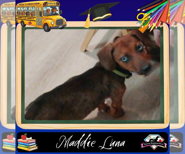 Medium Photo #1 Dachshund Puppy For Sale in San Antonio, TX, USA