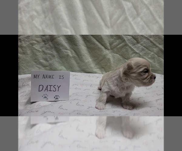 Medium Photo #25 Maltipoo (Miniature) Puppy For Sale in BROOKFIELD, MO, USA