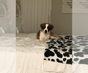 Saint Bernard Puppy for Sale in HAZEL GREEN, Alabama USA