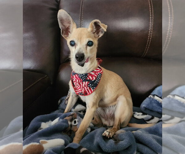 Medium Photo #1 Chihuahua-Unknown Mix Puppy For Sale in oakland, FL, USA