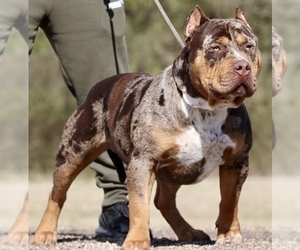Father of the American Bully puppies born on 04/28/2025