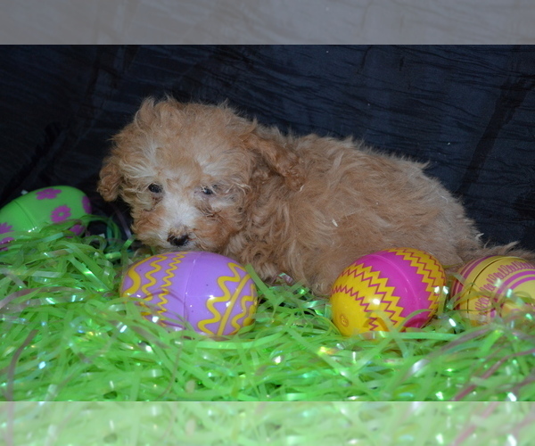 Medium Photo #2 Poodle (Toy) Puppy For Sale in GREENWOOD, WI, USA