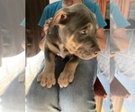 Small Photo #2 American Pit Bull Terrier Puppy For Sale in LODI, CA, USA