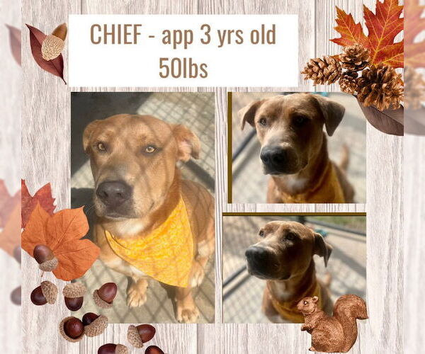 Medium Photo #1 Mutt Puppy For Sale in Woodbury, NY, USA