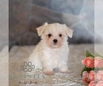 Small #2 Maltese