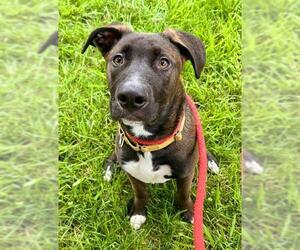American Pit Bull Terrier-Unknown Mix Dogs for adoption in Sacramento, CA, USA
