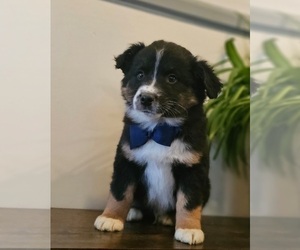 Australian Shepherd Puppy for sale in INDIANAPOLIS, IN, USA