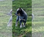 Puppy 3 Australian Cattle Dog