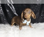 Small #4 Dachshund