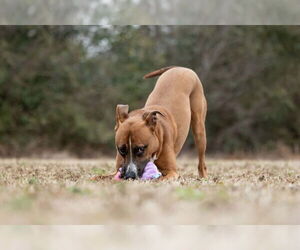 Duck - Male Boxador Dog for Adoption - Photo #7