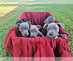 Small Photo #4 Staffordshire Bull Terrier Puppy For Sale in HUMBLE, TX, USA