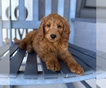 Small #6 Goldendoodle