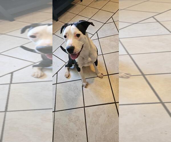 Medium Photo #1 American Pit Bull Terrier-Labrador Retriever Mix Puppy For Sale in DuQuoin, IL, USA