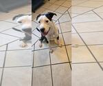 Small American Pit Bull Terrier-Labrador Retriever Mix