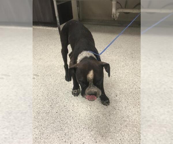 Medium Photo #1 American Bulldog-Unknown Mix Puppy For Sale in Conroe, TX, USA