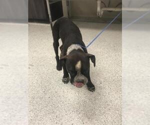 American Bulldog-Unknown Mix Dogs for adoption in Conroe, TX, USA