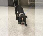 Small American Bulldog Mix
