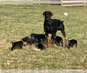 Father of the Doberman Pinscher puppies born on 10/07/2022
