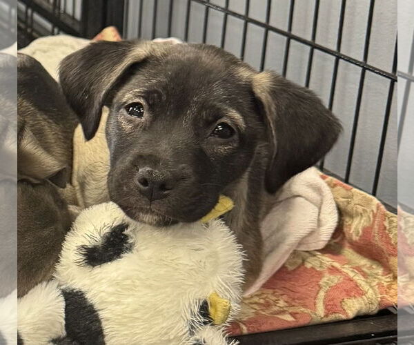 Medium Photo #2 Labrador Retriever-Unknown Mix Puppy For Sale in Jefferson, NJ, USA