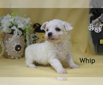 Small Photo #12 Maltese Puppy For Sale in CHANUTE, KS, USA