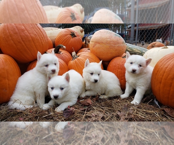 Medium Photo #9 Siberian Husky Puppy For Sale in DINWIDDIE, VA, USA